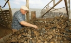 The Shell Game: for the love of Louisiana oysters